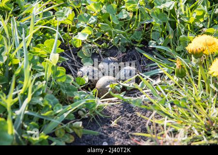 Kiebitz-Gelege, embrayage de lapwing nord, Vanellus vanellus Banque D'Images