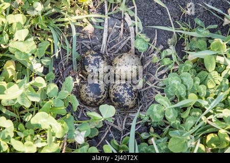 Kiebitz-Gelege, embrayage de lapwing nord, Vanellus vanellus Banque D'Images