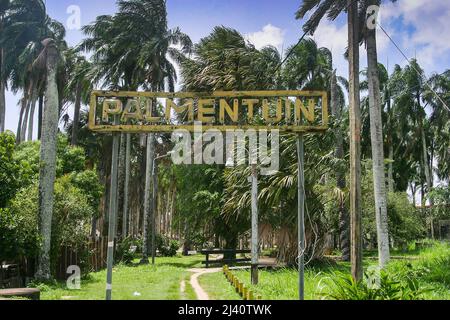 Le jardin des palmiers ou Palmgards (néerlandais: Palmentuin) est un jardin paysagé de palmiers à Paramaribo, Surinam. En plus des grands palmiers royaux, le sol Banque D'Images