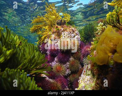 Oursins colorés avec des algues dans l'océan en eaux peu profondes, Atlantique est, Espagne, Galice Banque D'Images