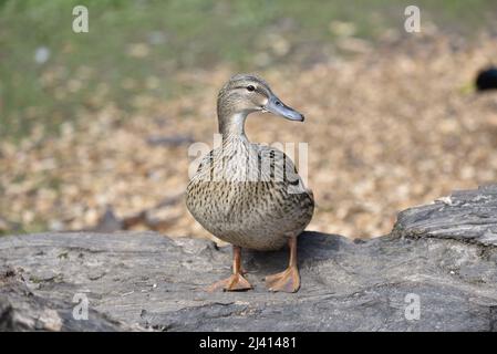 Gros plan Portrait d'un canard colvert femelle (Anas platyrhynchos) face à la caméra, tête tournée à droite de l'image, debout sur une Log horizontale dans le soleil Banque D'Images