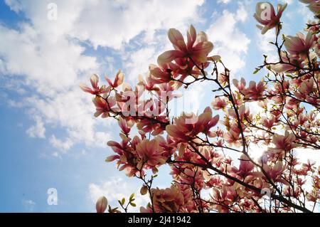 Branche de Magnolia avec de grandes fleurs et bourgeons aux pétales de rose-blanc sur un arbre dans le parc le jour du printemps Banque D'Images
