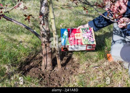 Nourrir l'arbre fruitier en défrichant la zone autour de la base et en le traitant avec du poisson, du sang et des engrais osseux. Banque D'Images