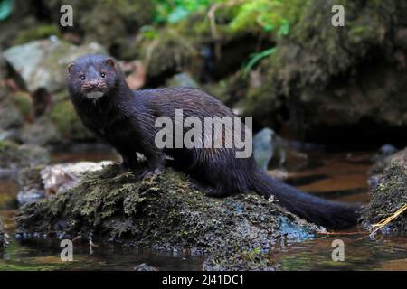 MINK, ROYAUME-UNI. Banque D'Images