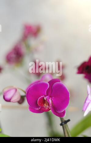 Vue de dessus de belles fleurs d'orchidées à la journée ensoleillée de printemps de près. Culture. Arrière-plans et textures naturels. Orchidée Phalaenopsis. Banque D'Images