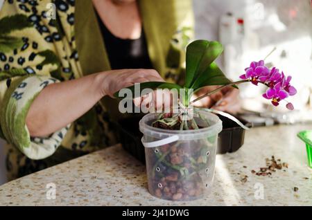 Jardinier femme arroser, transplant une orchidée rose, plante en pot dans la maison confortable dans la cuisine. Culture. Banque D'Images