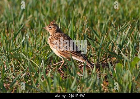 SKYLARK (Alauda arvensis) à la recherche de proies dans un champ d'herbe, Royaume-Uni. Banque D'Images