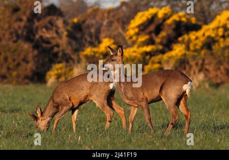 ROE DEER femelle (doe) et mâle (buck) fourragent ensemble, Royaume-Uni. Banque D'Images