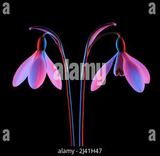 Fleurs en forme de goutte d'eau Galanthus nivalis dans une lumière néon rose et bleu isolée sur fond noir. Banque D'Images