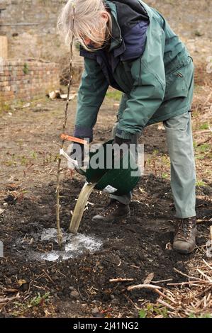 femme qui arrose dans un pommier nouvellement planté Banque D'Images