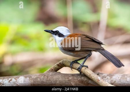 Image de l'oiseau Laughingsrush à crête blanche sur une branche d'arbre sur fond de nature. Animaux. Banque D'Images