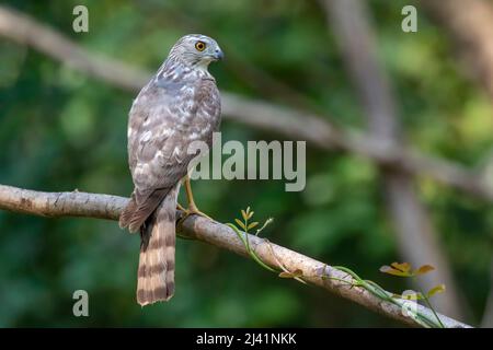 Image de Shikra Bird ( Accipiter badius) sur une branche d'arbre sur fond de nature. Animaux. Banque D'Images