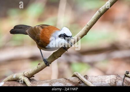 Image de l'oiseau Laughingsrush à crête blanche sur une branche d'arbre sur fond de nature. Animaux. Banque D'Images