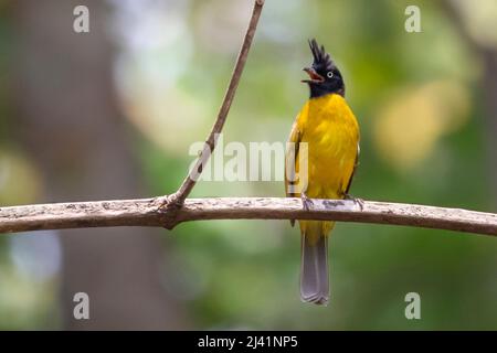 Image d'un oiseau de Bulbul à crête noire sur une branche d'arbre sur fond de nature. Animaux. Banque D'Images