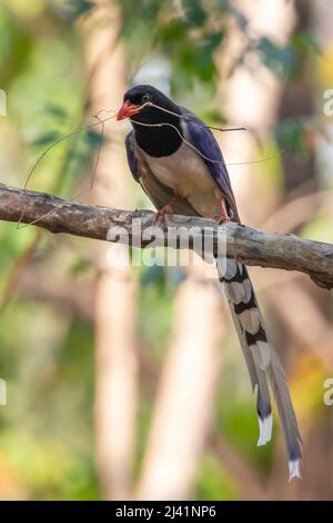 Image de l'oiseau rouge de la région bleue de la région de la Magpie sur une branche d'arbre en arrière-plan de la nature. Animaux. Banque D'Images