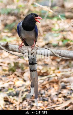 Image de l'oiseau rouge de la région bleue de la région de la Magpie sur une branche d'arbre en arrière-plan de la nature. Animaux. Banque D'Images