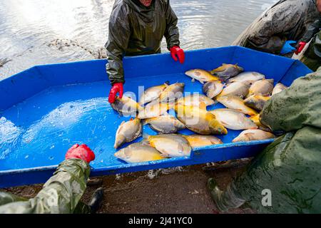 Équipe de travailleurs, les pêcheurs en costume résistant au tableau de classification trient manuellement le poisson de merde en préparation à la vente. Banque D'Images