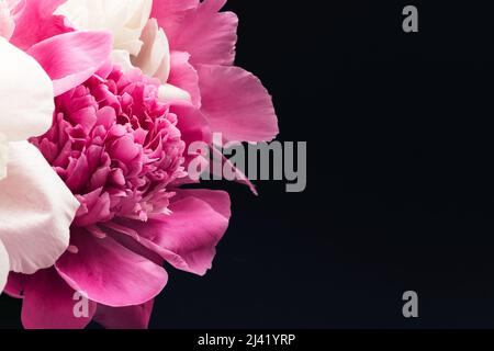 Bouquet luxuriant de pivoines roses et blanches sur fond noir. Motif carte à fleurs. Mise au point sélective Banque D'Images