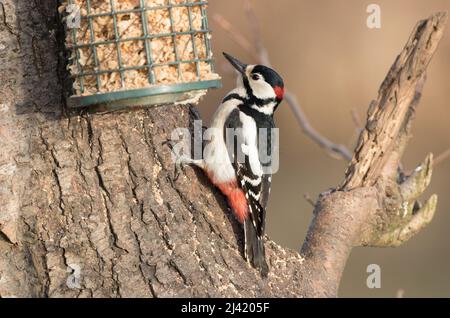 Grand pic à pois s'intéresser à Fish and Chip Shop Scraps Banque D'Images