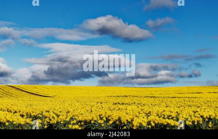 KINNEFF STONEHAVEN SCOTLAND UN CIEL BLEU DES NUAGES BLANCS ET DES RANGÉES DE JONQUILLES AU DÉBUT DU PRINTEMPS Banque D'Images