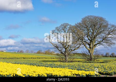 KINNEFF STONEHAVEN SCOTLAND BLUE SKY UN CHAMP DE JONQUILLES ET DEUX ARBRES AU DÉBUT DU PRINTEMPS Banque D'Images