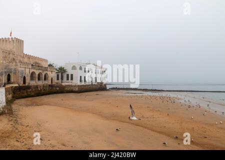 Beaucoup de mouettes sur la plage de Chipiona, Espagne Banque D'Images