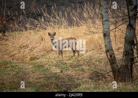 Cerf de Virginie mâle sur un pré en face d'une forêt. Banque D'Images