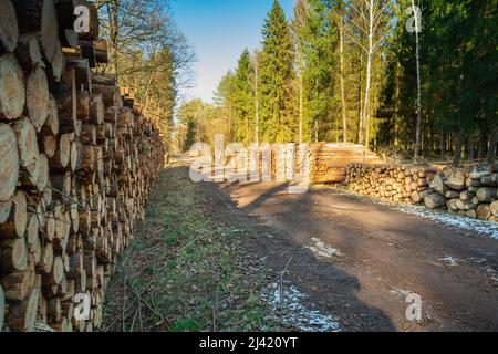 Une route de terre à travers la forêt et les troncs d'arbres empilés Banque D'Images