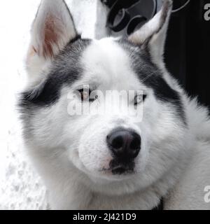 Portrait d'un chien de race Husky sibérien avec un œil bleu et un œil marron Banque D'Images