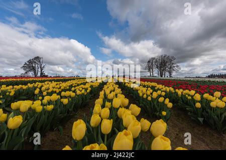 Des rangées de tulipes vibrantes et colorées en pleine floraison dans un champ de l'Oregon Banque D'Images