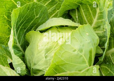 Têtes de jeunes choux d'automne, produits organiquement, dans les lits d'un jardin privé. Banque D'Images