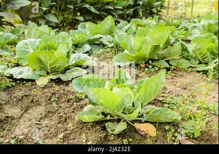 Têtes de jeunes choux d'automne, produits organiquement, dans les lits d'un jardin privé. Banque D'Images