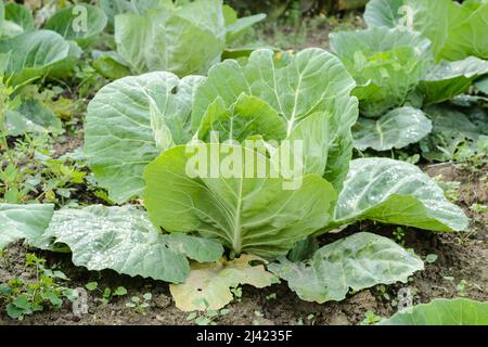Têtes de jeunes choux d'automne, produits organiquement, dans les lits d'un jardin privé. Banque D'Images