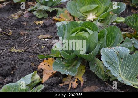 Têtes de jeunes choux d'automne, produits organiquement, dans les lits d'un jardin privé. Banque D'Images