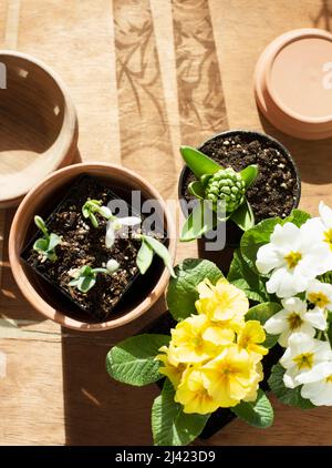 Les fleurs se mélangent au printemps Banque D'Images