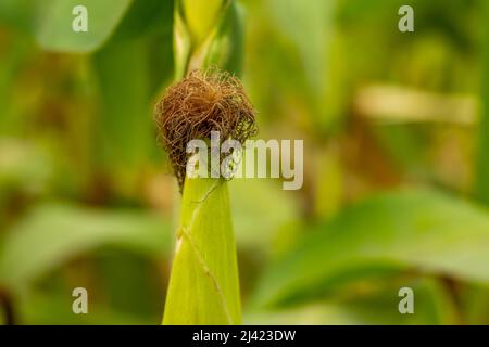 Zea mays, maïs ou maïs vert, est une herbe annuelle de la famille des Poaceae. Stigmates de fleurs de maïs femelles, communément appelées soie de maïs Banque D'Images