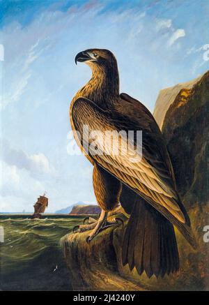 John James Audubon, peinture à l'huile sur toile, Washington Sea Eagle, 1836-1839 Banque D'Images