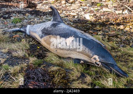 Petit dauphin commun à bec, veau lavé sur une plage et partiellement délavé. Banque D'Images