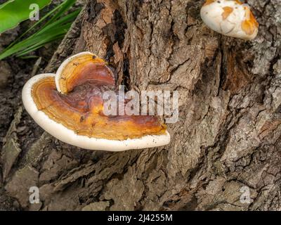 Champignon qui pousse sur l'écorce d'un arbre avec de la résine sur le dessus Banque D'Images