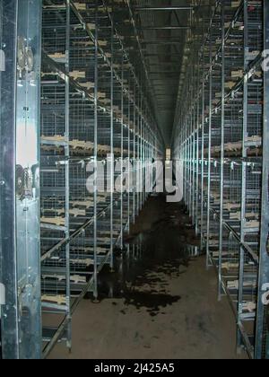 Rangées de cages vides à l'intérieur d'un bâtiment de confinement industriel de la couche d'œufs de poulet. Banque D'Images