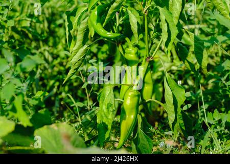 Poivron vert accroché à l'arbre dans la plantation. Poivrons verts en pleine croissance Banque D'Images