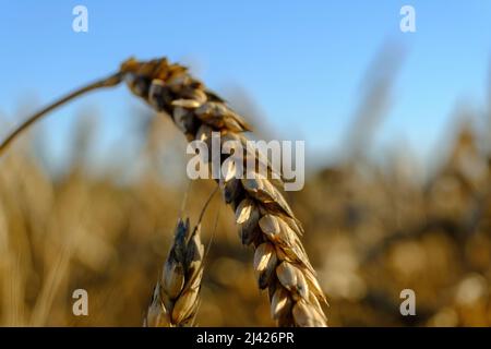 Champ de blé contre un ciel bleu. Gros plan des épis de mûrissement du champ de blé Banque D'Images
