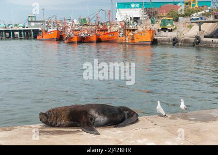 Lion de mer reposant sur le quai , dans le port de Mar el Plata Banque D'Images