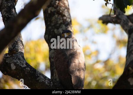 Aigle serpent à crête assis sur une branche d'arbre Banque D'Images