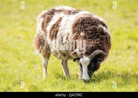 Les moutons Jacob se nourrissent d'herbe dans leur enclos Banque D'Images