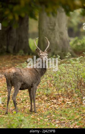 le cerf de sika cervus nippon s'est isolé du fond pendant la rut d'automne Banque D'Images