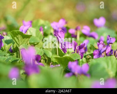 Fleurs violettes fleuries dans le parc printanier. Banque D'Images