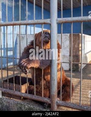 Russie, Dagestan, 2 avril 2022. Triste ours dans la cage d'animaux au zoo. L'ours sauvage a coincé le nez à travers les barres de cage d'animaux et veut l'abeille libre. Ours brun s Banque D'Images