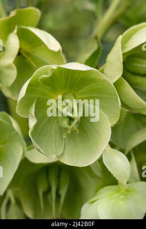 Green Blooming Helleborus Foetidus gros plan Banque D'Images