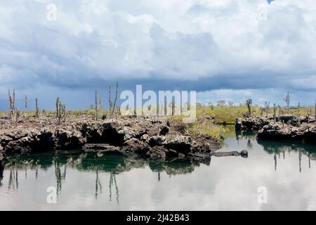 Cactus sur Las Tintoreras, une chaîne de petits îlots pleins de cove et de plages cachées. Banque D'Images